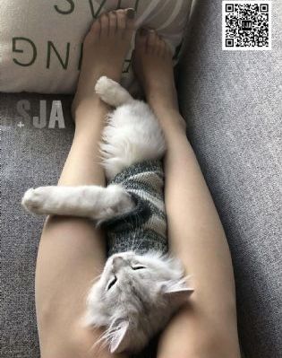 猫之茗第一季免费播放_1080P韩国电影在线观看